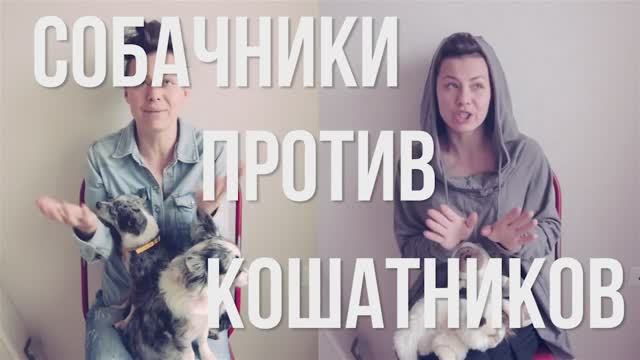 Собаки vs кошки: кто лучше? Спор длиною в века 🐕⚔️🐈 смотреть онлайн