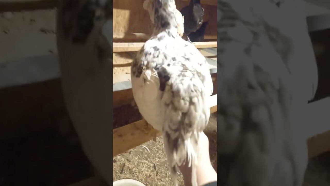 А у нас пополнение  #куры #курымолодки #курыджерсийки #курятниксвоимируками