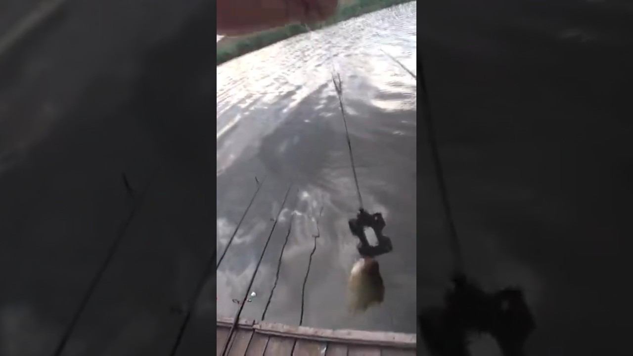 Мелочь, а приятно #карась #рыбалка #fishing #shorts смотреть онлайн