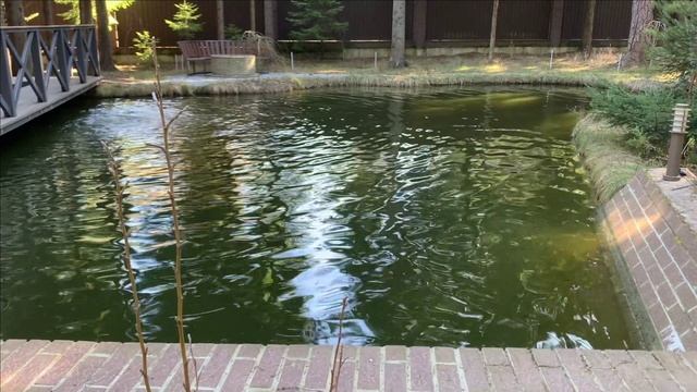 Новости с пруда.Долили воду в пруд смотреть онлайн