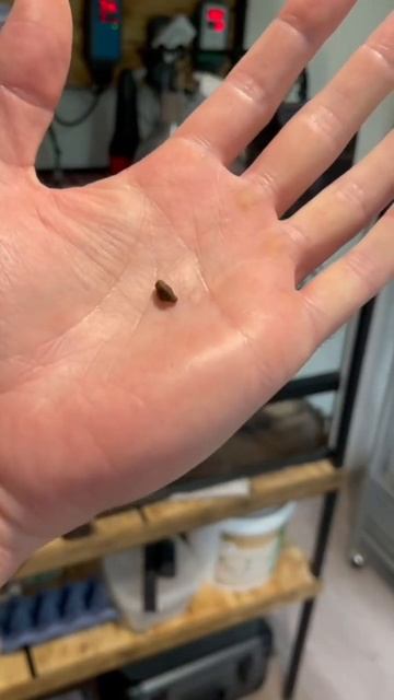 huge insects ! #animals #bug #insect #pokemon #rock_n_insectes смотреть онлайн