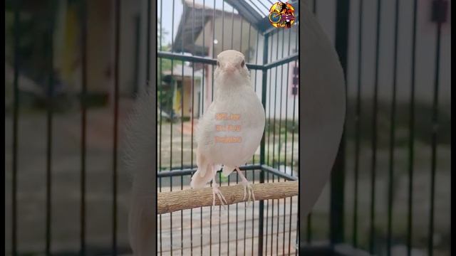 Suara Kacer Albino Mata Merah // Cantik dan menawan смотреть онлайн