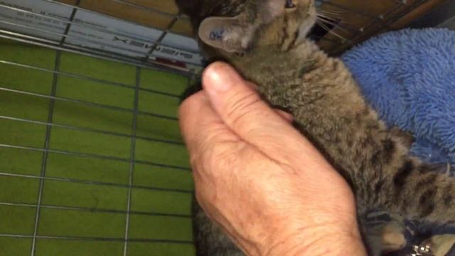 ratatouille 3 ecole du chat libre de toulouse смотреть онлайн