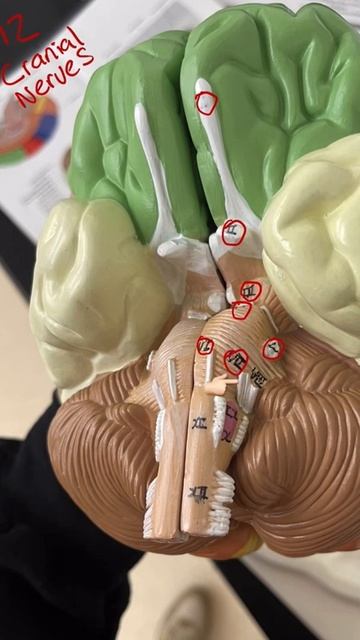 Cranial Nerves Explained in Brain Model #shorts #cranialnerves #brain смотреть онлайн