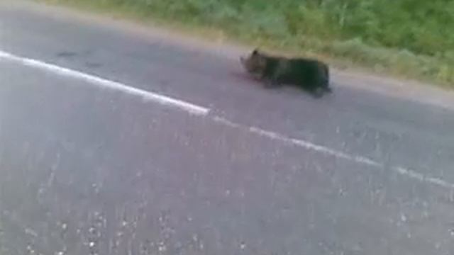 Нокаут Медведя смотреть онлайн