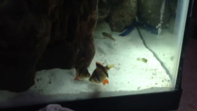 Freshwater tank aquarium Tiger Barb fighting смотреть онлайн