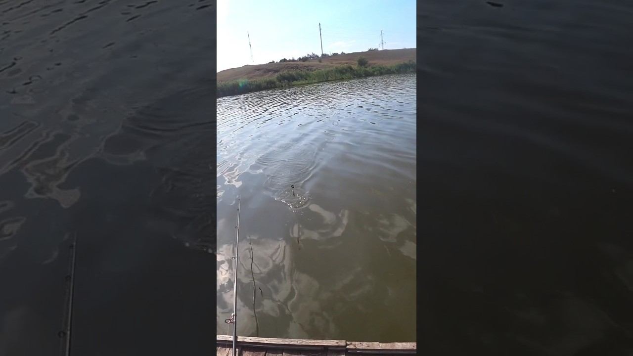 Вечерняя зорька #рыбалка #fishing #карась #shorts смотреть онлайн