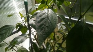 Шикарные сорта перца для Подмосковья