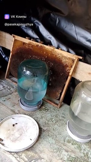 Витаминная поилка для пчёл на древесных угольках