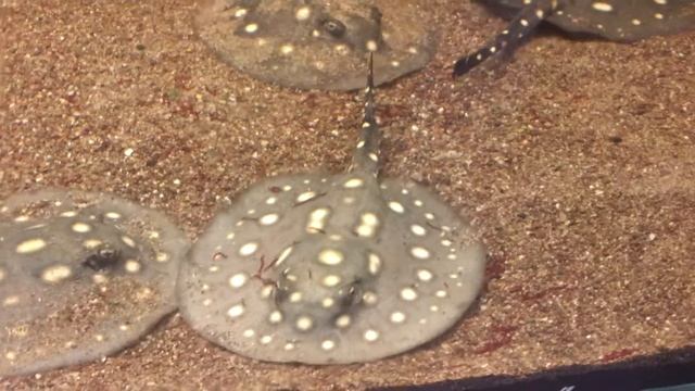 Potamotrygon leopoldi "Eclipse" NZ смотреть онлайн