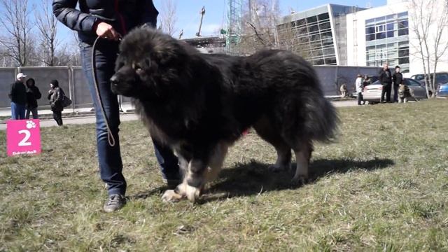 18.04.2015 класс рабочий кобели Ас Кулы Раци №2 смотреть онлайн