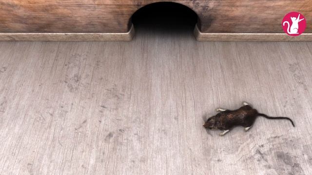 CAT TV - 🐀 Catching Mouse in the Hole! 🐭 Entertainment Video for Cats to Watch. 1 hour 4k смотреть онлайн