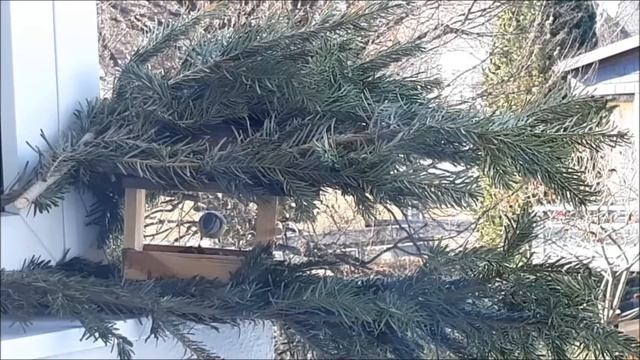 Meisen am Balkon смотреть онлайн