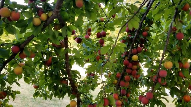 PLUM TREE, PLUM TREE IN THE SINK смотреть онлайн