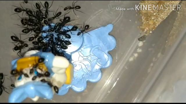 Update on all my ant colony part - 1+feedings смотреть онлайн