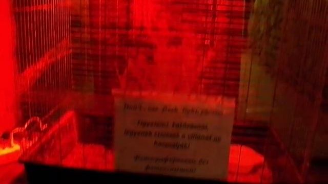 Мукачеве Замок Графська пивниця 30 04 2018 смотреть онлайн