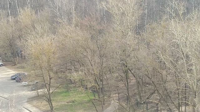 Москва, лесопарк Лосиный остров. смотреть онлайн