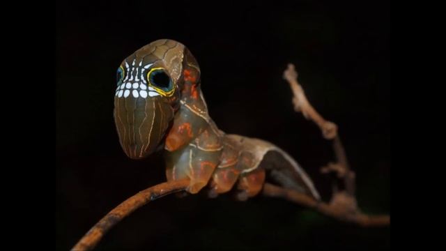 Phyllodes Imperialis