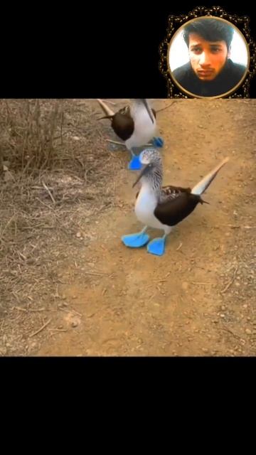 Blue Footed Booby#mysterious смотреть онлайн