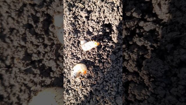 Личинки ждут май смотреть онлайн