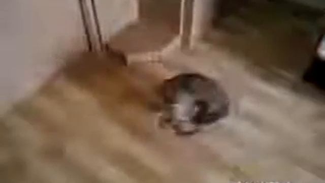 смешные животные, собака смотреть онлайн