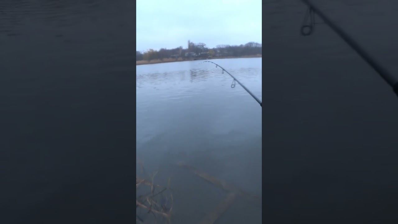 Зимний окунь #рыбалка #fishing #джиг #shorts смотреть онлайн