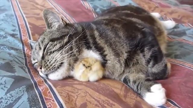 Кошка и цыплёнок смотреть онлайн