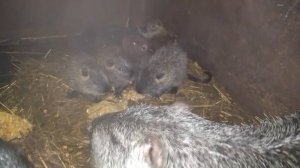 Вечером НУТРЯТА едят кашу. Ругаю НУТРИЙ. Пора делать вольер. 24.03.25