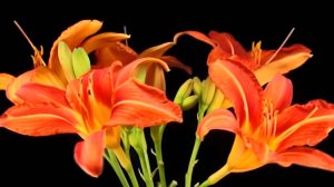 Вальс цветов