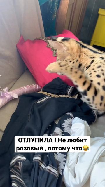 Как думаете зачем бьет ? смотреть онлайн