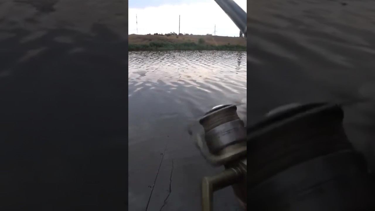 Чуть не утянули садок #карась #fishing #рыбалка #shorts смотреть онлайн