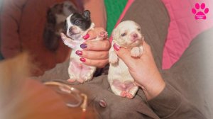 Щенки открыли глаза! Чихуахуа - топ! Кто останется в питомнике?