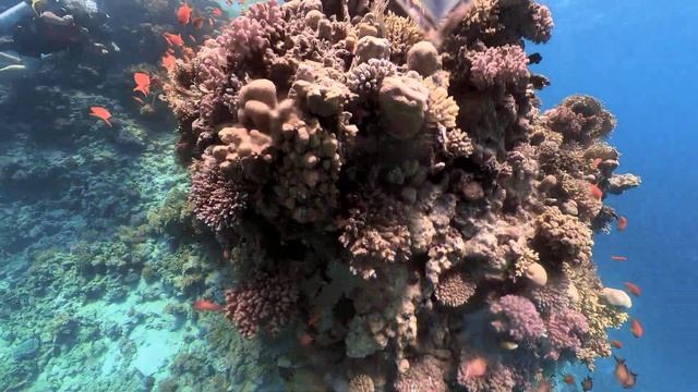 Alik Tour in Egypt. Дайвинг ТУР.Часть 5. Первое погружение. +201556704847 смотреть онлайн