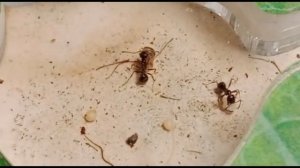 Муравьи Жнецы в формикарии.