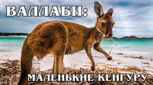 Валлаби: Маленькие Кенгуру | Интересные факты про кенгуру