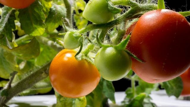 Mini Tomato Macro Timelapse: Click & Grow Indoor Garden смотреть онлайн
