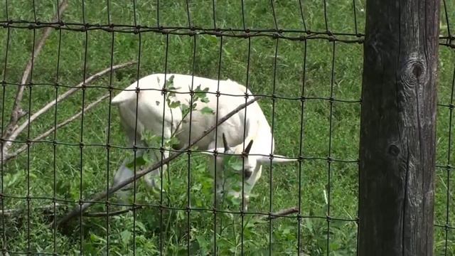 calf at hdz смотреть онлайн