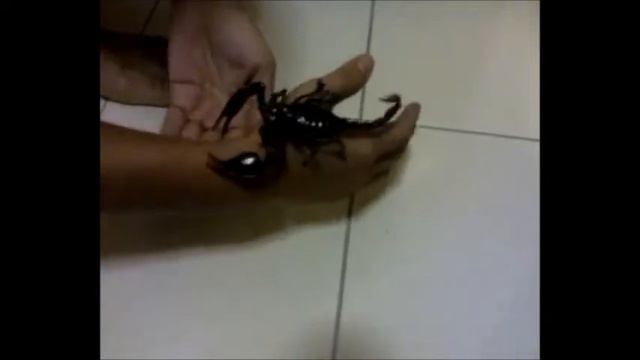 My second Asian Forest Scorpion (Heterometrus Spinifer) смотреть онлайн