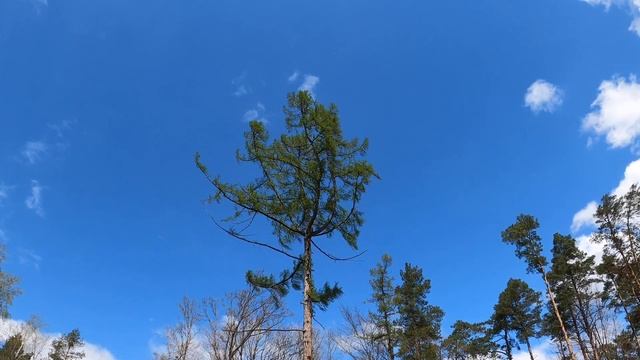 Modrzew смотреть онлайн