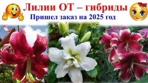 Мой заказ лилий гигантов на 2025 год