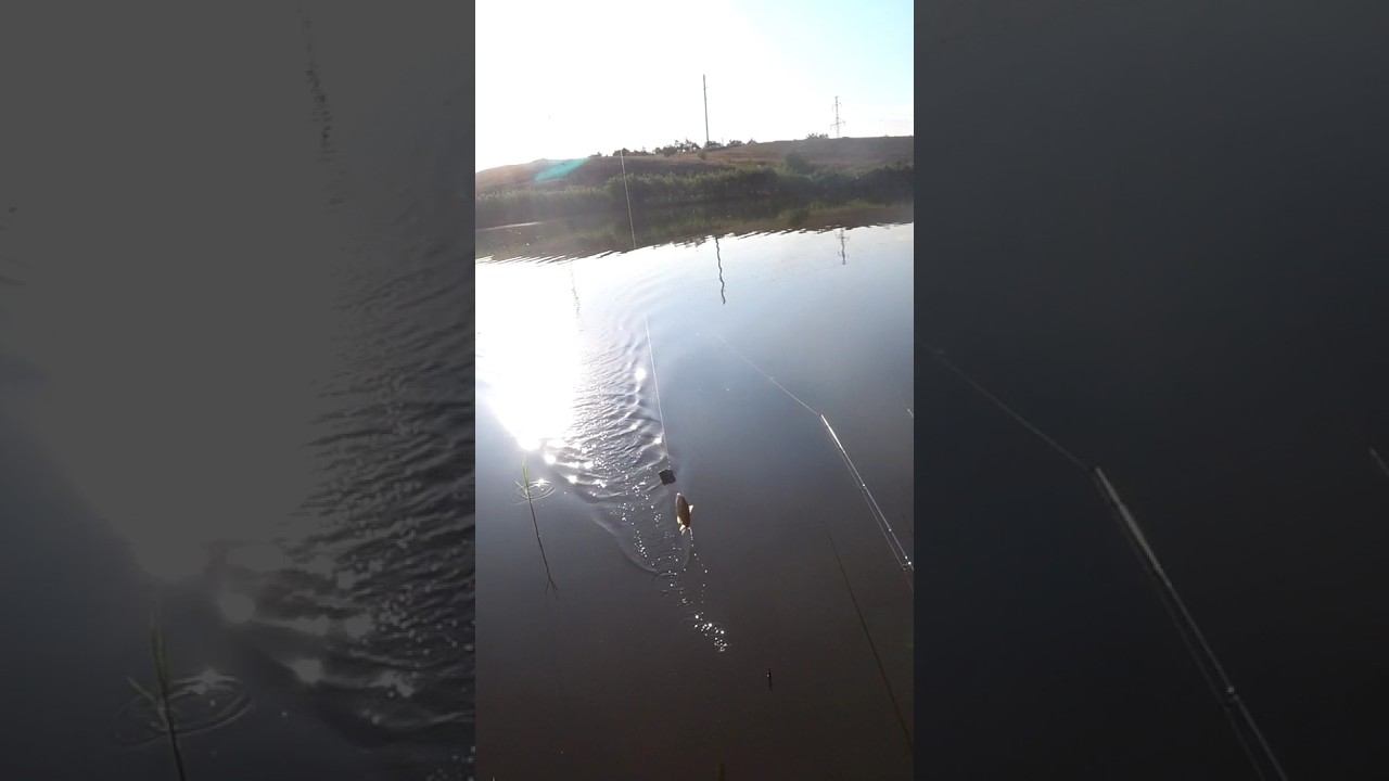 Долгожданный карась #рыбалка #fishing #shorts смотреть онлайн
