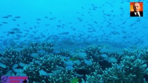 Большой барьерный риф 2