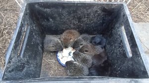 Утреннее кормление НУТРИЙ. Как в детском саду. 24.03.25.