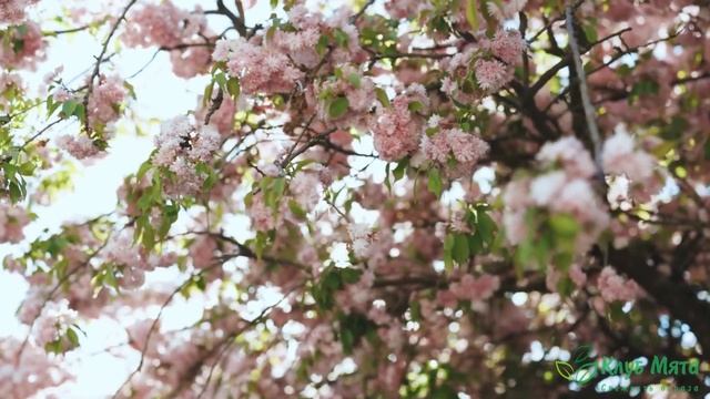 Благодарность жизни. смотреть онлайн