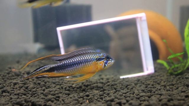 Apistogramma agassizii cuipeua смотреть онлайн