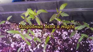 Садово-огородные работы дома и в теплице в марте: полезные советы