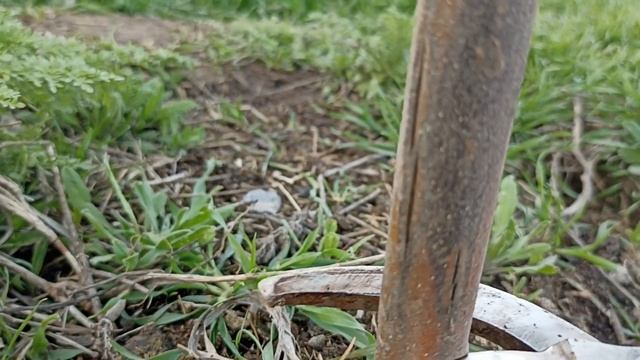 ПАВЛОВНИЯ🌴ТЕХНИЧЕСКИЙ 🪚🪵СРЕЗ. НЕ ҮШІН ҚАЖЕТ🤔? ҚАЛАЙ ЖАСАЛАДЫ🤔? ҚАШАН ЖАСАЛАДЫ🤔? ҚАНДАЙ ПАЙДАСЫ БАР? смотреть онлайн