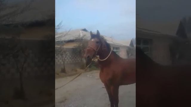 Хабип чемпион карабаир Даврон бег смотреть онлайн