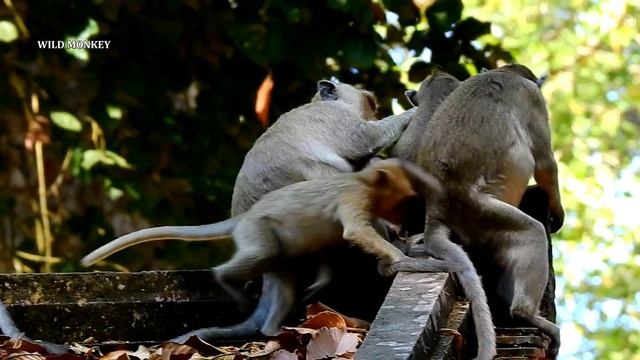 SAD !! 03 01 2020 POOR AMARI GROUP, POPEYE & KARI ARE MISSING || GOD SAVE THEM SAFE BACK HOME смотреть онлайн