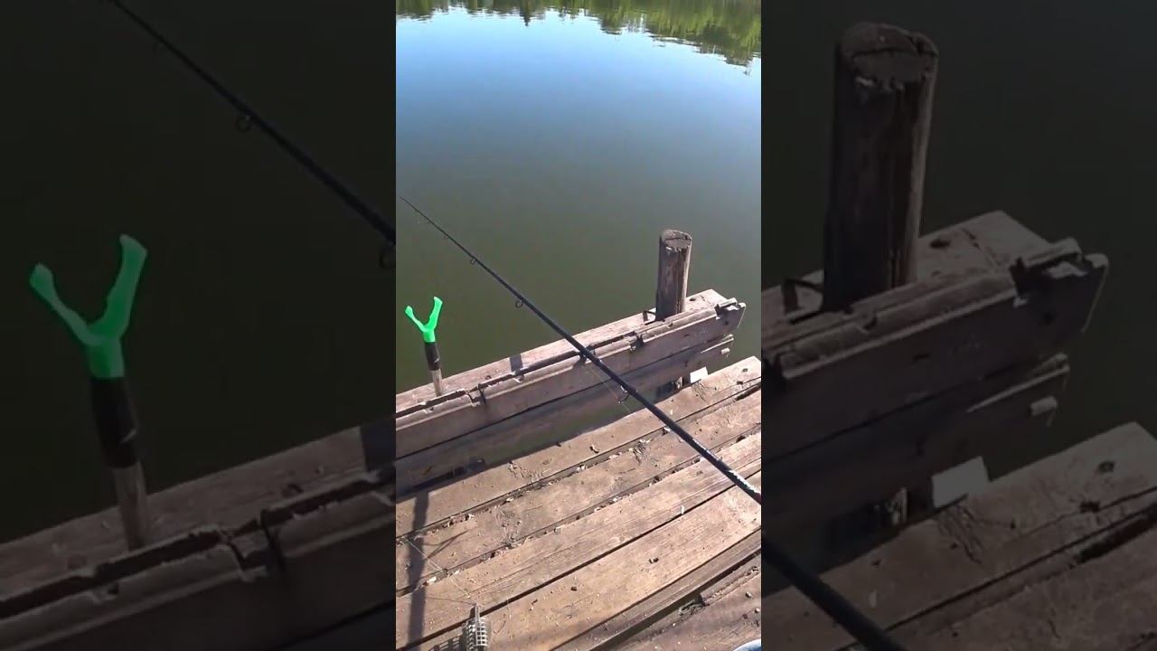 Рыбалка на фидер #fishing #рыбалка #фидер #shorts смотреть онлайн